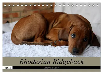 Produktbild von Rhodesian Ridgeback Augen-Blicke (Tischkalender 2027 DIN A5 quer), CALVENDO Monatskalender