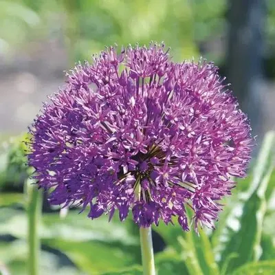 Image de Allium aflatunense / Ail d'Aflatun