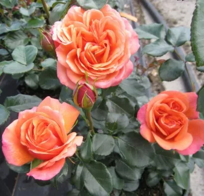 Produktbild von Märchenrose / Beetrose Coral Lions Rose ® - Rosa Coral Lions-Rose ® - Kordes Rose - ADR Rose