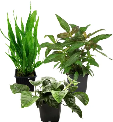 Produktbild von Mutterpflanzen Set mit 3 Tropica XL Topf Pflanzen Aquariumpflanzenset Nr.123