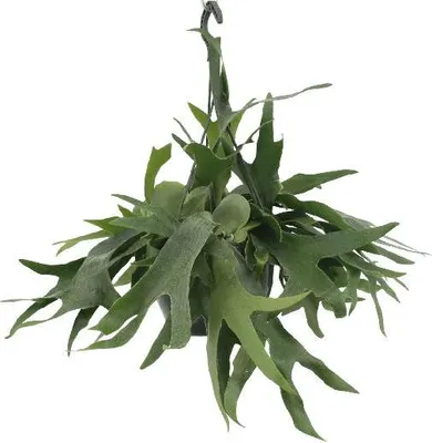 Produktbild von Geweihfarn Platycerium Hirschhornfarn Zimmerpflanze Ø21cm 50cm hoch Hängepflanze