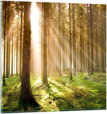 Produktbild von Bilder auf glas - Bäume Sonne Natur - 50x50cm - Glasbilder - Wandbilder - Kunstdruck - zum Aufhängen bereit - Wanddekoration aus Glas - Glas Bilder - Wandbild auf Glas - Einteilig - GAC50x50-0156