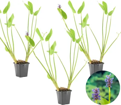 Image de Bloomique - Lot de 3 - Pontédérie Cordata - Jacinthe d’eau - Pontédérie - Plantes de bassin - Plantes aquatiques - Rustique - Hauteur 10-20 cm - Pot 9 cm