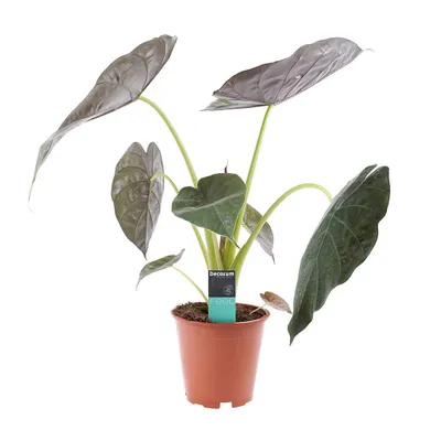Produktbild von Alocasia wentii 70-90 cm Elefantenohr Riesen-Taro Pfeilblatt