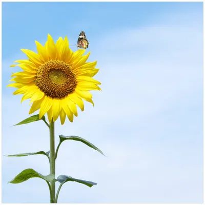 Produktbild von Wallario Magnet für Kühlschrank / Geschirrspüler, magnetisch haftende Folie - 60 x 60 cm, Motiv: Sonnenblume mit Schmetterling