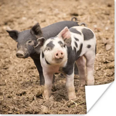 Produktbild von MuchoWow® Poster Tiere - Schwein - Bauernhof 100x100 cm - Babyzimmer