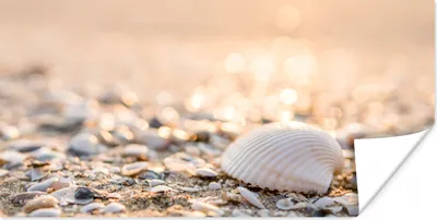 Produktbild von MuchoWow® Poster Muscheln - Weiß - Strand - Sommer 80x40 cm - Wanddeko