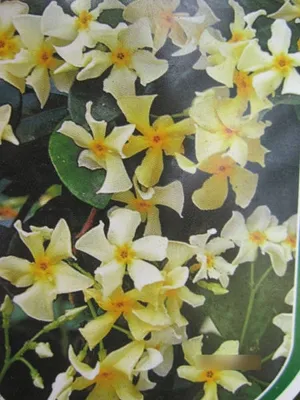 Produktbild von Trachelospermum asiaticum Mandanianum - asiatischer Sternjasmin - 60-100cm