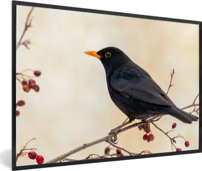 Produktbild von MuchoWow® Gerahmtes Poster Amsel - Vogel - Zweige - Beere - Rot 60x40 cm - Poster mit Schwarzem Bilderrahmen Wandposter Rahmen Foto Bilder - Printing - Wanddeko Schlafzimmer