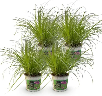 Obrázek produktu pro Cyperus alternifolius Zumula, sada 4 rostlin, průměr 12 cm, výška 28–30 cm, dekorativní kočičí tráva