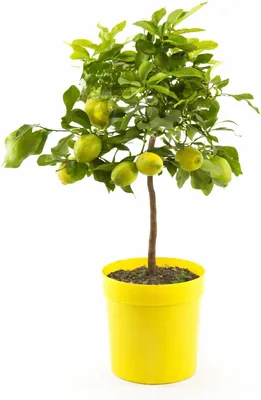 Produktbild von Vier-Jahreszeiten-Zitrone 80–100 cm – Citrus limon 'Lunario' Zitronenbaum, immergrüne Kübelpflanze, essbare Zitronen, mediterrane Zitruspflanze