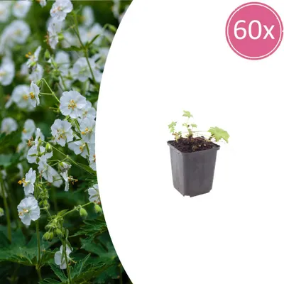 Image de Geranium macr. 'White Ness' | 60 pièces - 10-25cm - Ø9cm - Plante de jardin