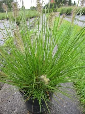 Produktbild von Pennisetum alopecuroides Cassian - Garten-Federborstengras - Lampenputzergras Cassian -