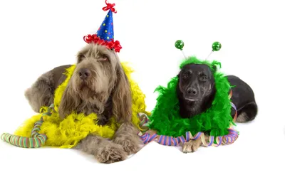 Produktbild von Federboas für Karneval Mottopartys 1.80 cm, dunkel grün
