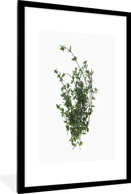 Produktbild von MuchoWow® Gerahmtes Poster Aromatische Thymianzweige auf weißem Hintergrund 60x90 cm - Poster mit Schwarzem Bilderrahmen Wandposter Rahmen Foto Bilder - Dekoration - Wandposter Wohnzimmer - Hochwertig