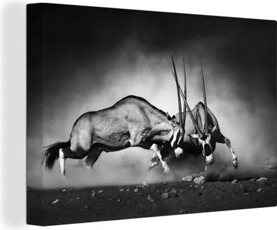 Produktbild von OneMillionCanvasses® - Leinwandbilder - 150x100 cm, Antilope - Schwarz und weiß - Porträt - Wildtiere - Tiere, Wandbilder Kunstdruck Wanddekoration - Foto auf Leinwand - Gemälde auf