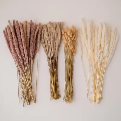 Produktbild von Pampasgras Sets, 148_Farbe:Schilfrohr Natur, 149_Menge:2er Set
