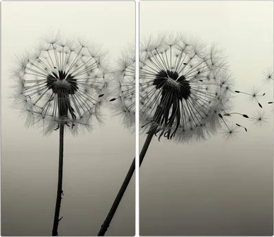 Produktbild von Spritzschutz Herdabdeckplatte Schneidebrett aus Glas Pusteblume Schwarz 2-Teilig (60x52cm)