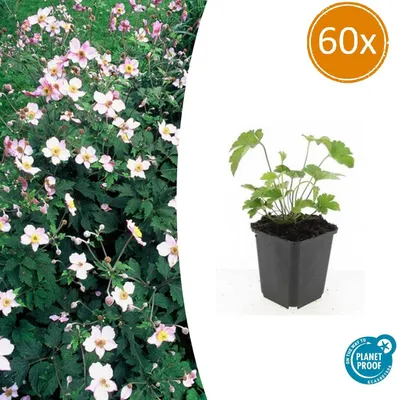 Immagine prodotto di Pianta perenne ornamentale - Anemone autunnale - Anemone tomentosa 'Robustissima' - Vaso da 9 cm - Set da 60 piante