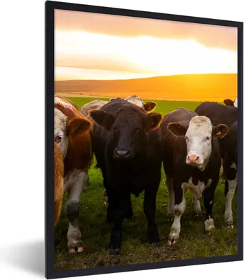 Produktbild von MuchoWow® Gerahmtes Poster Kühe - Hügel - Sonnenuntergang - Gras - Grün 60x80 cm - Poster mit Schwarzem Bilderrahmen Wandposter Rahmen Foto Bilder - Premium - Wanddeko Wohnzimmer