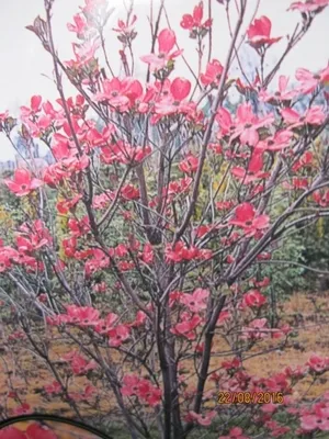 Produktbild von Cornus florida Sweetwater - Amerikanischer Blumen-Hartriegel Sweetwater