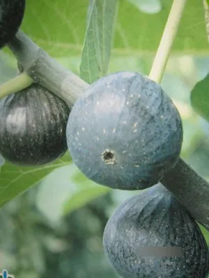 Produktbild von Ficus carica Ronde de Bordeaux - Feige carica Ronde de Bordeaux - 40-60cm