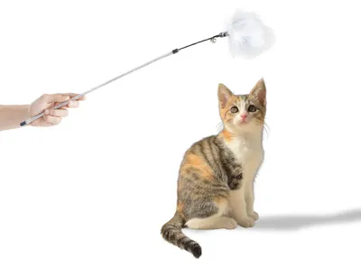 Produktbild von Katzenwedel mit Federkopf · animierendes Katzenspielzeug · 74 cm · blau-weiß