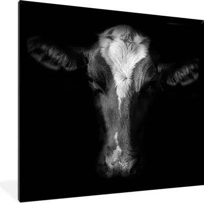 Produktbild von MuchoWow® Gerahmtes Poster Kuh Porträt auf schwarzem Hintergrund in schwarz und weiß 40x40 cm - Poster mit Schwarzem Bilderrahmen Wandposter Rahmen Foto Bilder - Mit Rahmen - Wanddekoration Schlafzimmer