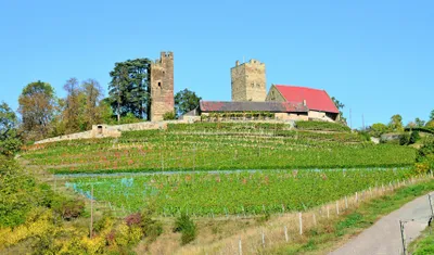 Produktbild von 2019 Graf Neipperg Muskateller trocken QbA Württemberg Deutschland | 11,5 % vol | 0,75 l