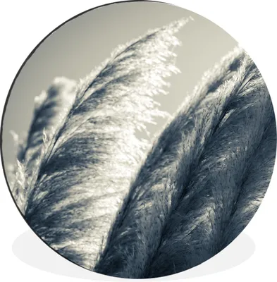 Produktbild von MuchoWow® Aluminium Wandkreis Pampasgras - Schwarz - Weiß - Natur Ø 90 cm Wanddeko Modern Wohnzimmer - Mauerkreis - Wandbilder - Runde Bild - Bild aus Aluminium - Schlafzimmer - Wohnzimmerdekoration - Wand Dekoration