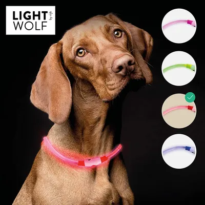 Obrázok produktu pre riijk LED svetelný obojok pre psy mačky odolný voči dažďu (nová technológia, bez trubice) obojok USB dobíjateľný - pre väčšiu bezpečnosť