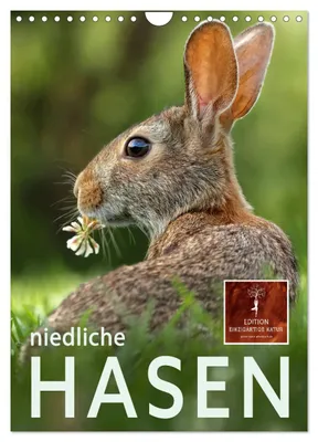 Produktbild von Niedliche Hasen (Wandkalender 2027 DIN A4 hoch), CALVENDO Monatskalender