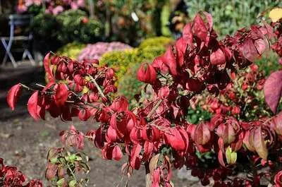 Zdjęcie produktu dla Euonymus alatus - Korkowiec skrzydlaty 50- 60 cm pojemnik