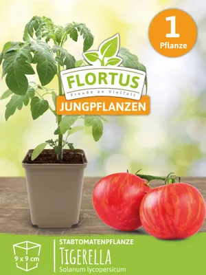Produktbild von Stabtomatenpflanze Tigerella | Tomatenpflanzen von FLORTUS, Menge:1 Pflanze