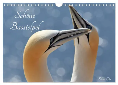 Produktbild von Schöne Basstölpel (Wandkalender 2027 DIN A4 quer), CALVENDO Monatskalender