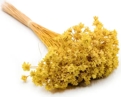 Produktbild von Hill Blume - Gelb