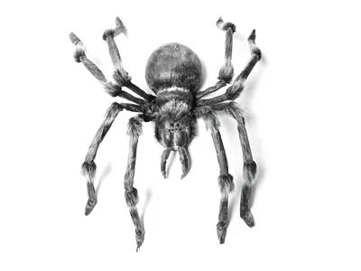 Produktbild von EUROPALMS Monsterspider ca.130cm