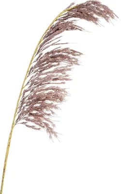 Produktbild von artplants.de Kunstzweig Pampasgras Rispe SGARLAD, altviolett, 125cm - Deko Pampasgras