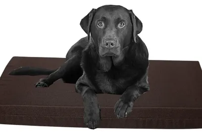 Imagen del producto de Solidchoice: Cama ortopédica para perros, fabricada con espuma viscoelástica
