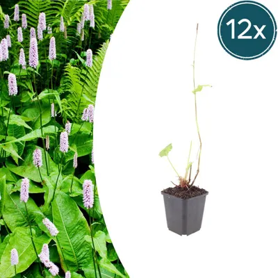 Produktbild von Persicaria a. 'Alba' | 12 Stück - 10-25cm - Ø9cm - Gartenpflanze