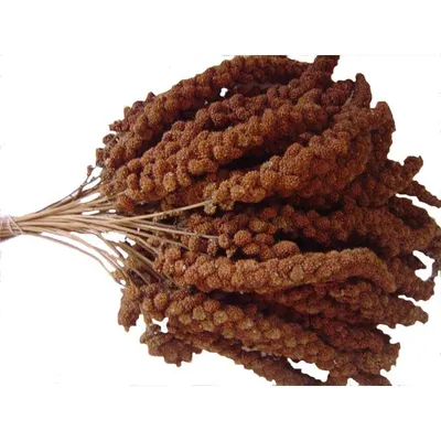 Produktbild von Rote Kolbenhirse Ergänzungsfuttermittel für Vögel & Nager, 100% Natur
