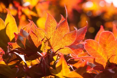 Produktbild von Acer palmatum 'Fireglow', Japanischer Ahorn, rot, 60–80 cm