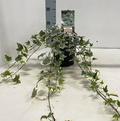 Produktbild von Hedera hel. ‘Little Diamond’ - Efeu | 30-50 cm im Topf