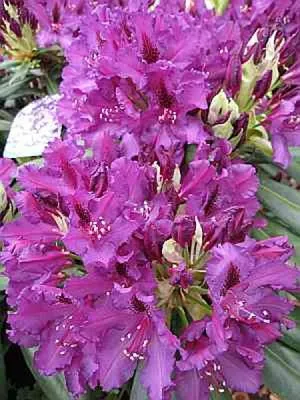 Produktbild von Rhododendron Hybride Mogambo - Großblumige Alpenrose - 30-40cm