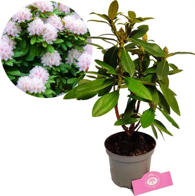 Produktbild von Rhododendron 'Cunningham's White' Weiße Blüten - Höhe 40/50 cm - 1,5-Liter-Topf