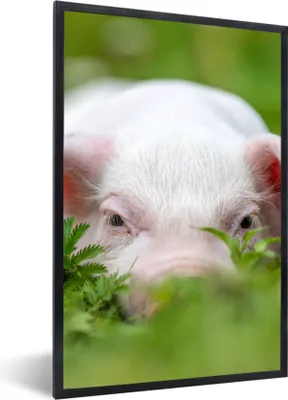 Produktbild von MuchoWow® Gerahmtes Poster Schwein - Tiere - Groß 60x90 cm - Poster mit Schwarzem Bilderrahmen Wandposter Rahmen Foto Bilder - Kunst
