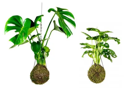 Produktbild von Gardners Set für Kokedama-Anzucht (groß)