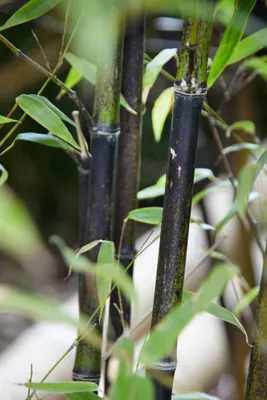 Produktbild von Phyllostachys nigra, Schwarzer Bambus, 80–100 cm