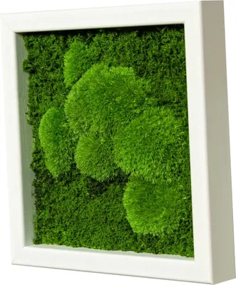 Produktbild von Moosbild 25x25cm 50% Flachmoos/ 50%Kugelmoos (weiß)