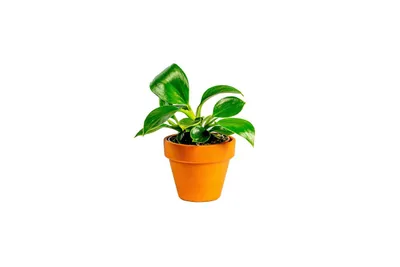 Obrázek produktu pro Gardners Philodendron White Measure, průměr 6 cm